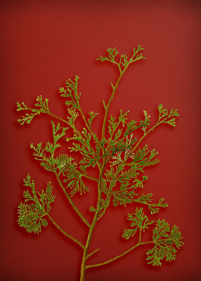 Vintage Botanical on Red