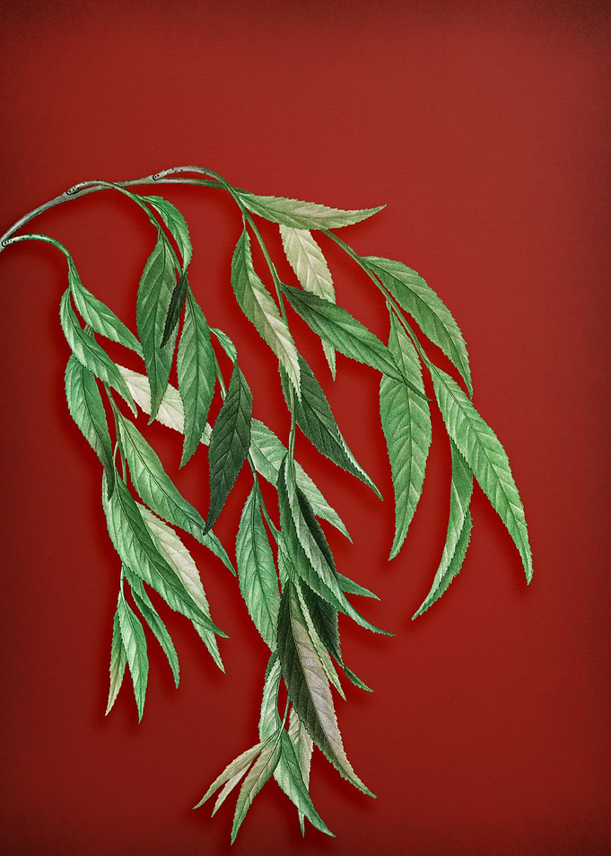 Vintage Botanical on Red