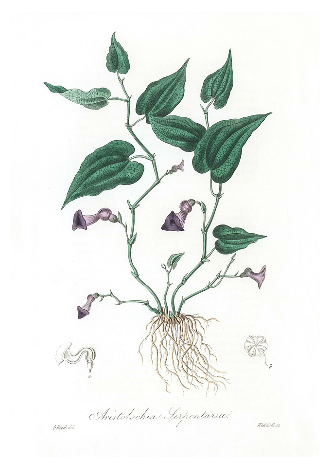 Virginia snakeroot