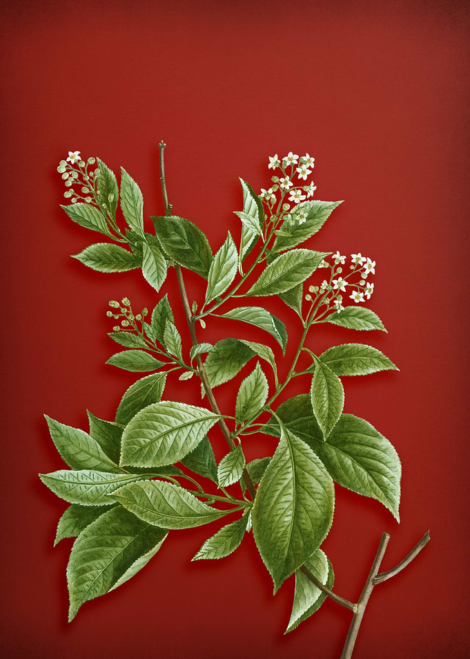 Vintage Botanical on Red