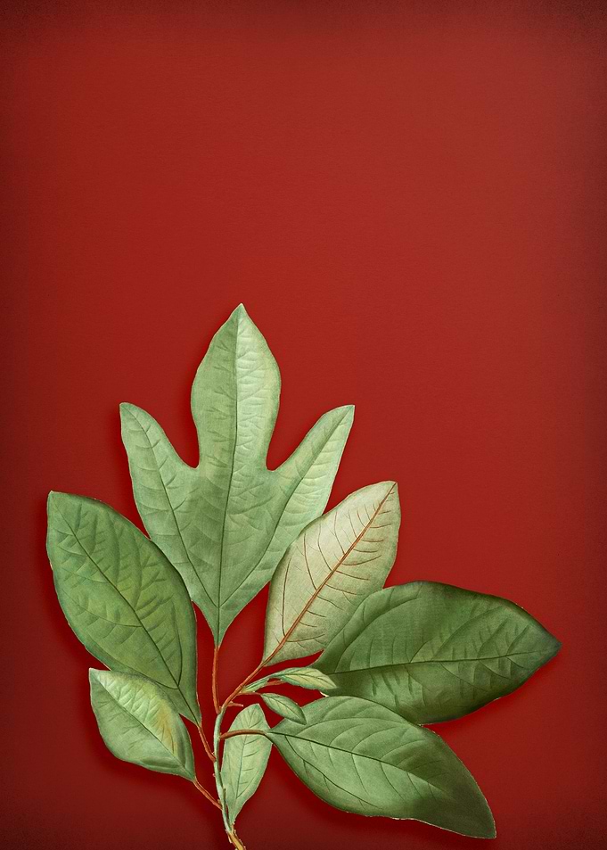 Vintage Botanical on Red