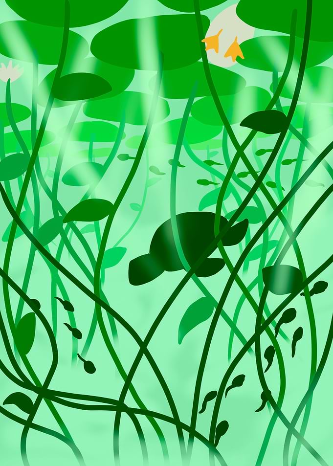 Pond life
