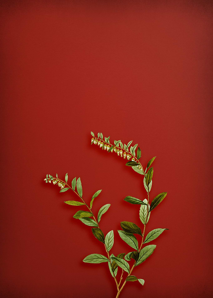 Vintage Botanical on Red