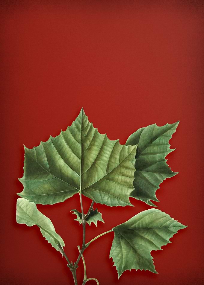 Vintage Botanical on Red