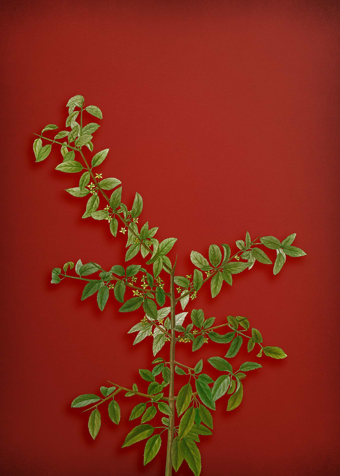 Vintage Botanical on Red