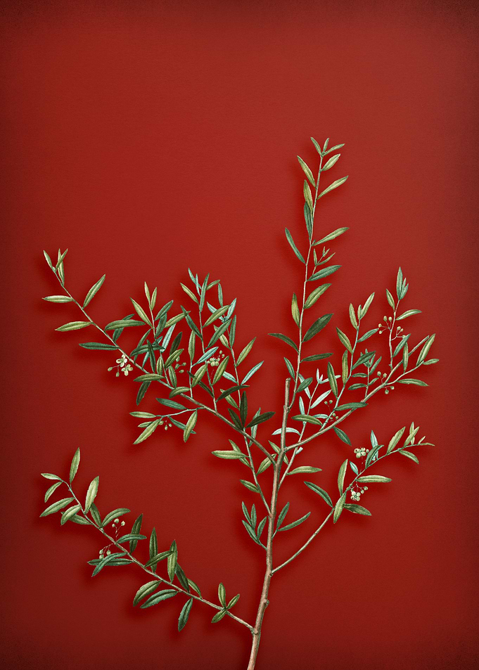 Vintage Botanical on Red