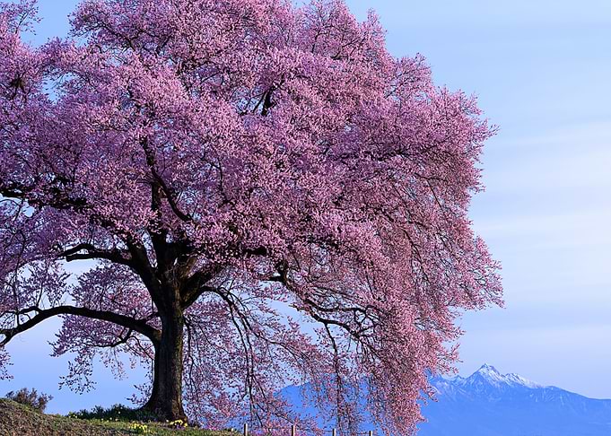 Nature