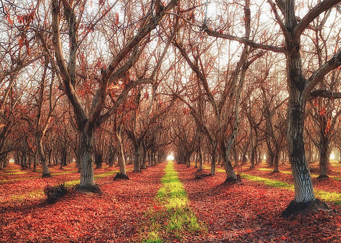 Nature