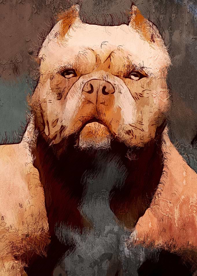 American Pit Bull Terrier