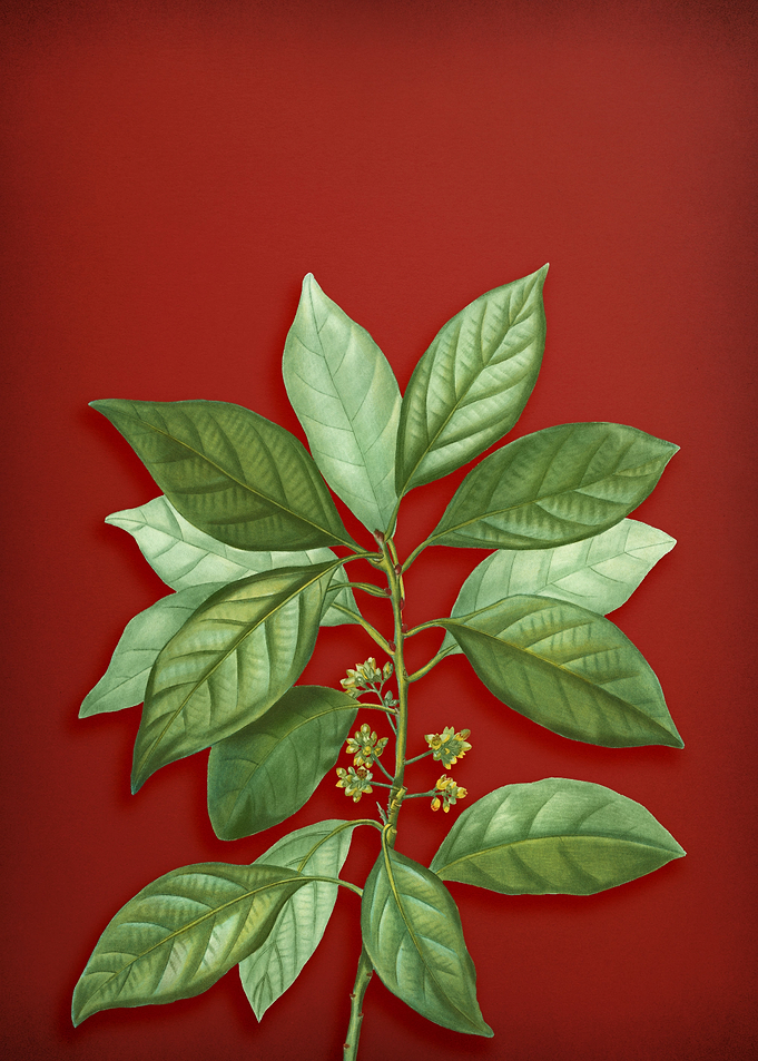 Vintage Botanical on Red