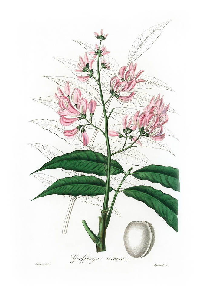 Geoffroya inermis