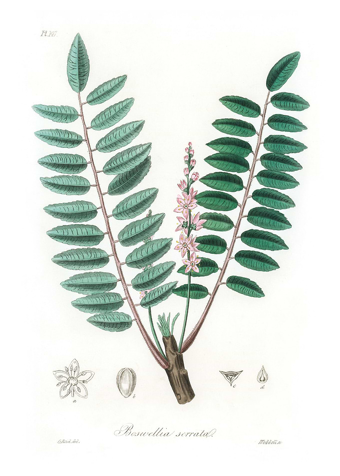 Boswellia serrata