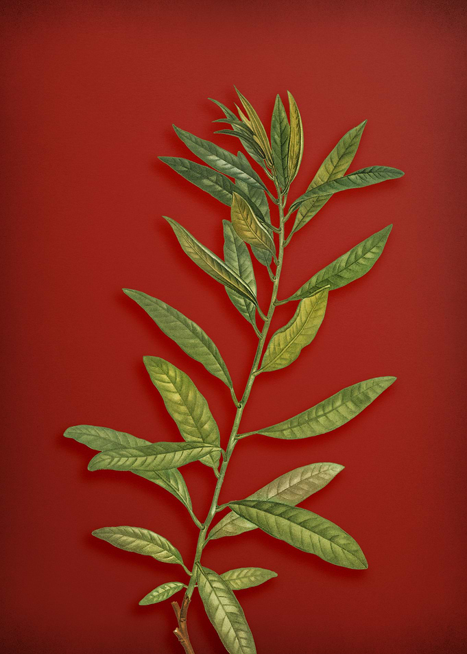 Vintage Botanical on Red