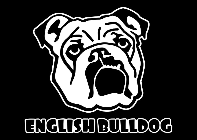 English Bulldog