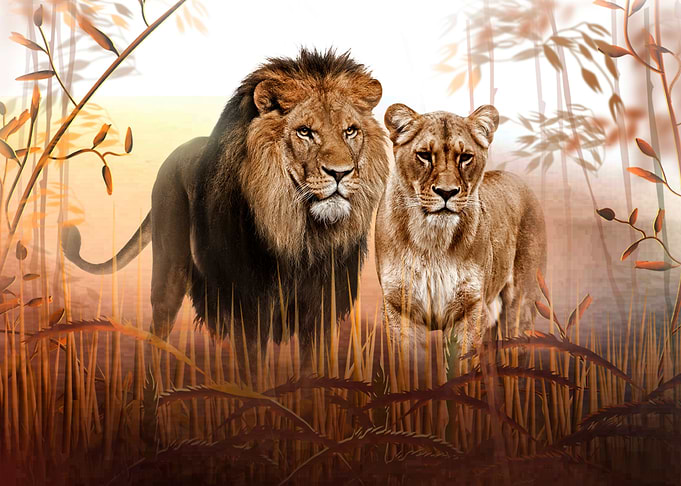 Lions
