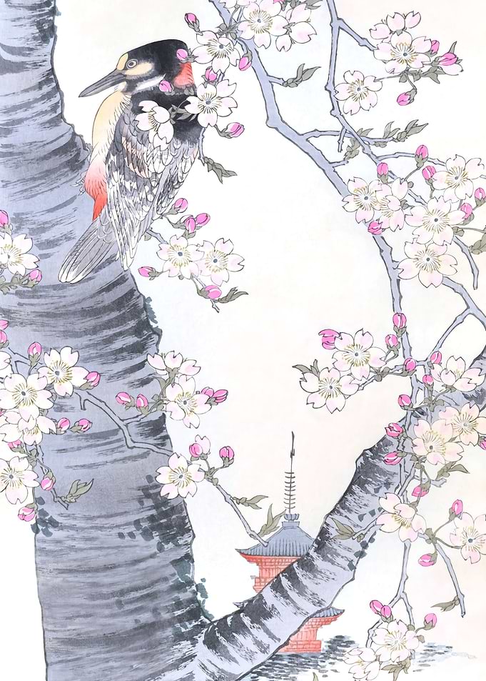 Woodpecker On Cherry Tree