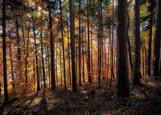 Nature