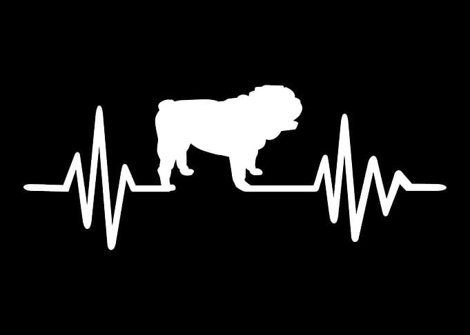 English Bulldog