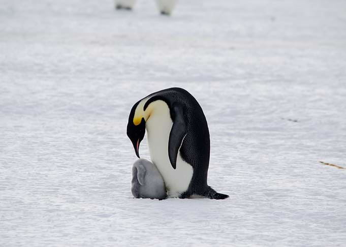 Mother and Chick