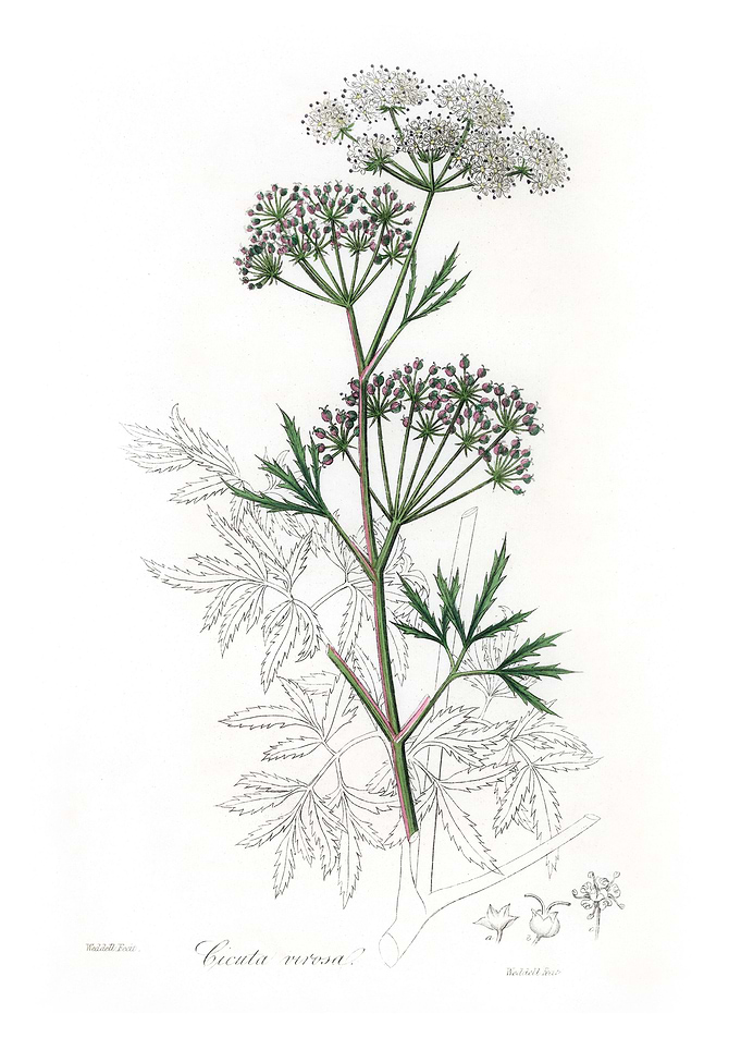 Cowbane Cicuta virosa