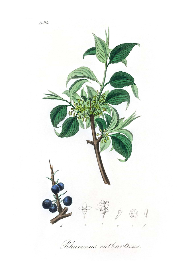 Buckthorn Rhamnus