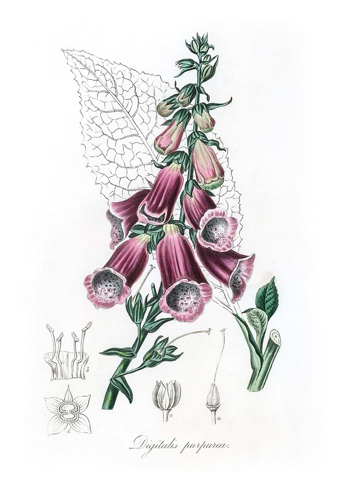 Foxglove Digitalis