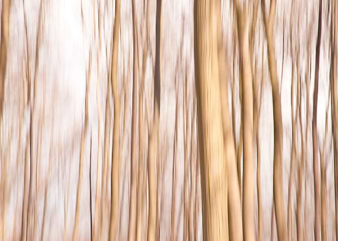 Bark Blur Blurring Dream D