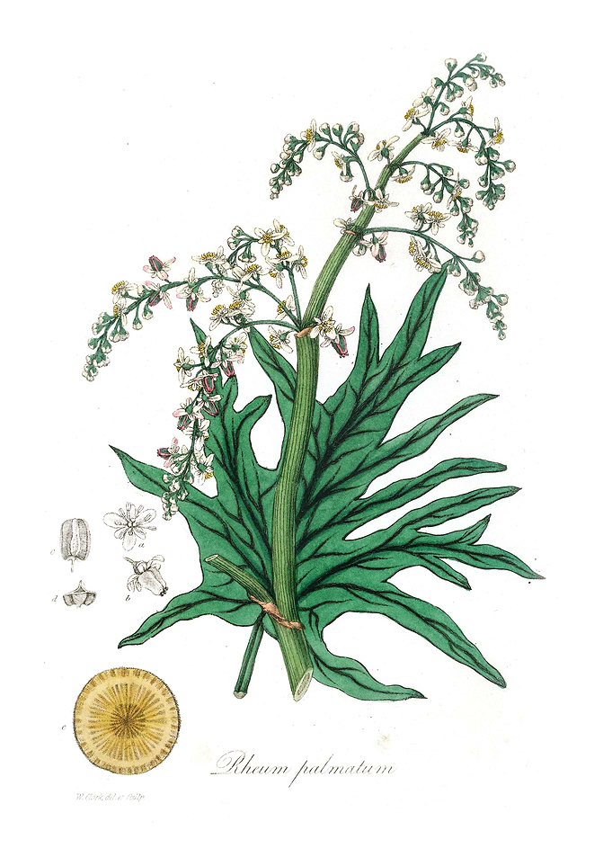 Chinese rhubarb
