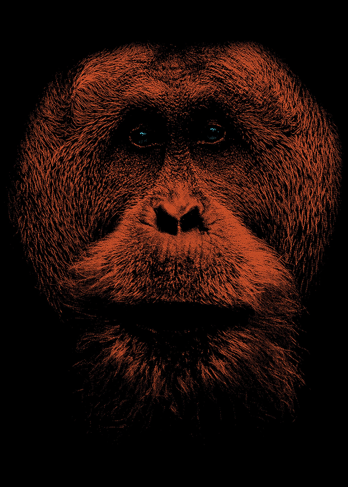 Gorilla Wildlife Jungle