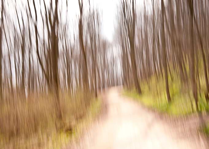 Bark Blur Blurring Dream D