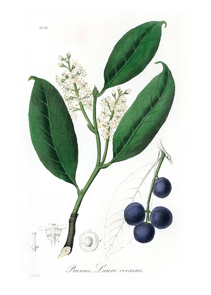 Cherry laurel Prunus