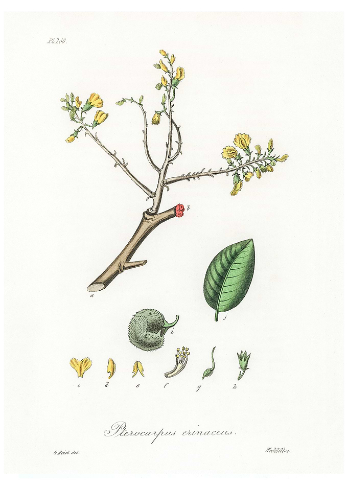 Barwood Pterocarpus
