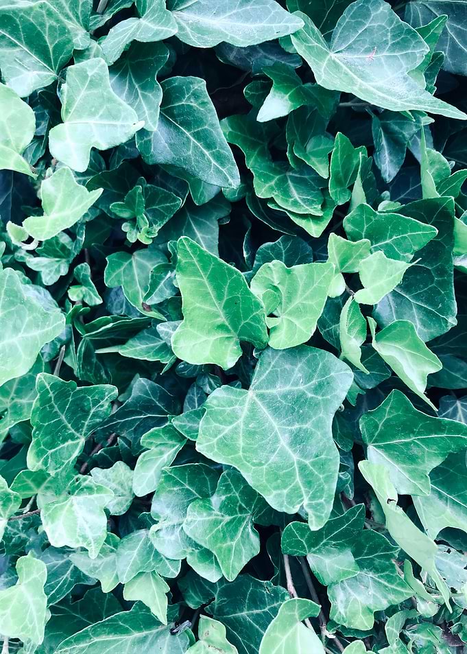 green hedera helix