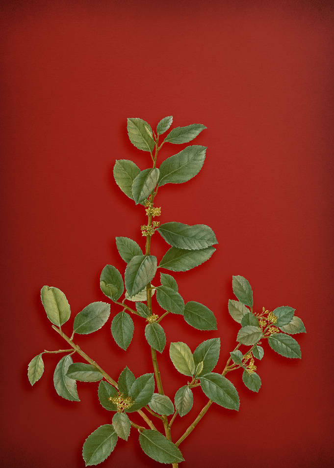 Vintage Botanical on Red