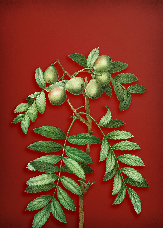 Vintage Botanical on Red