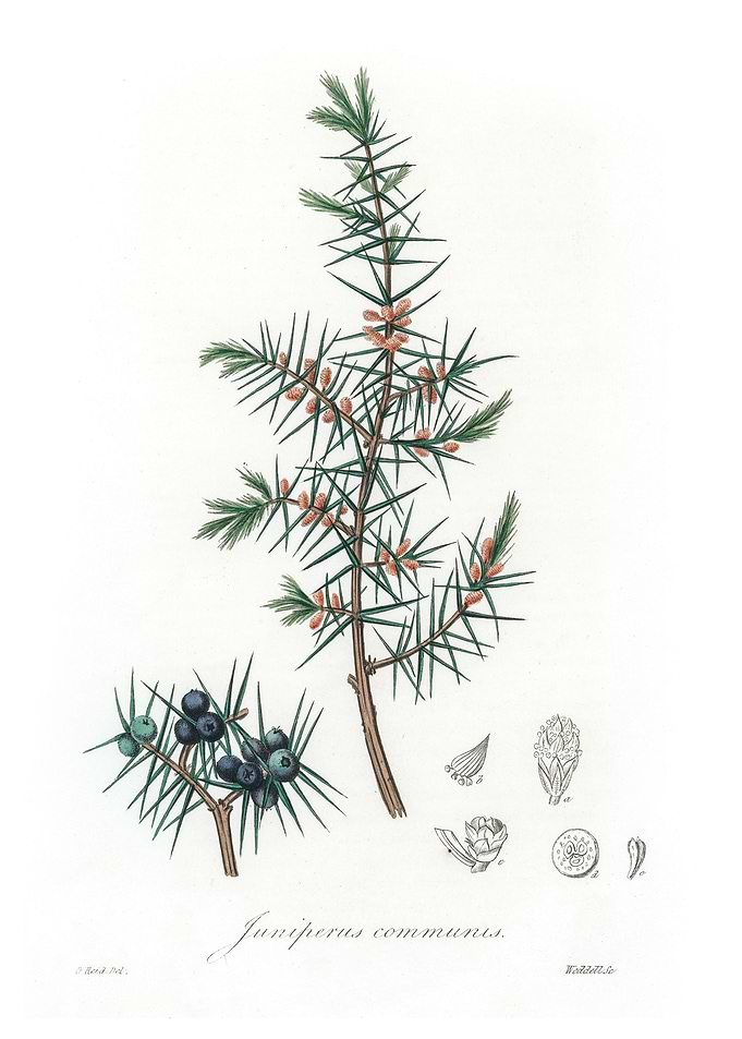 Common juniper