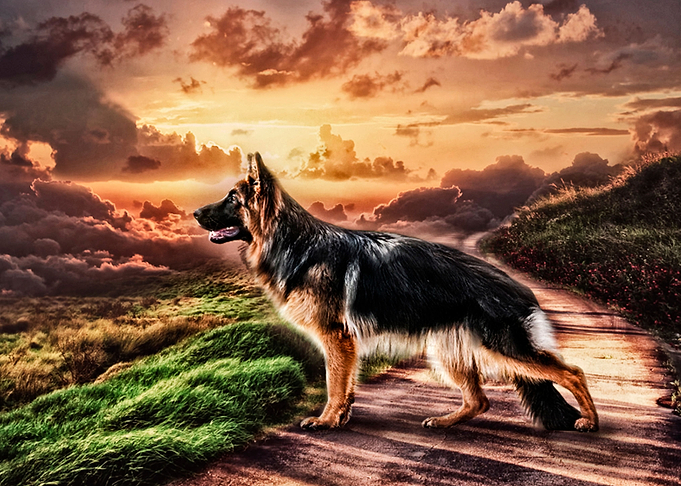 Shepherd