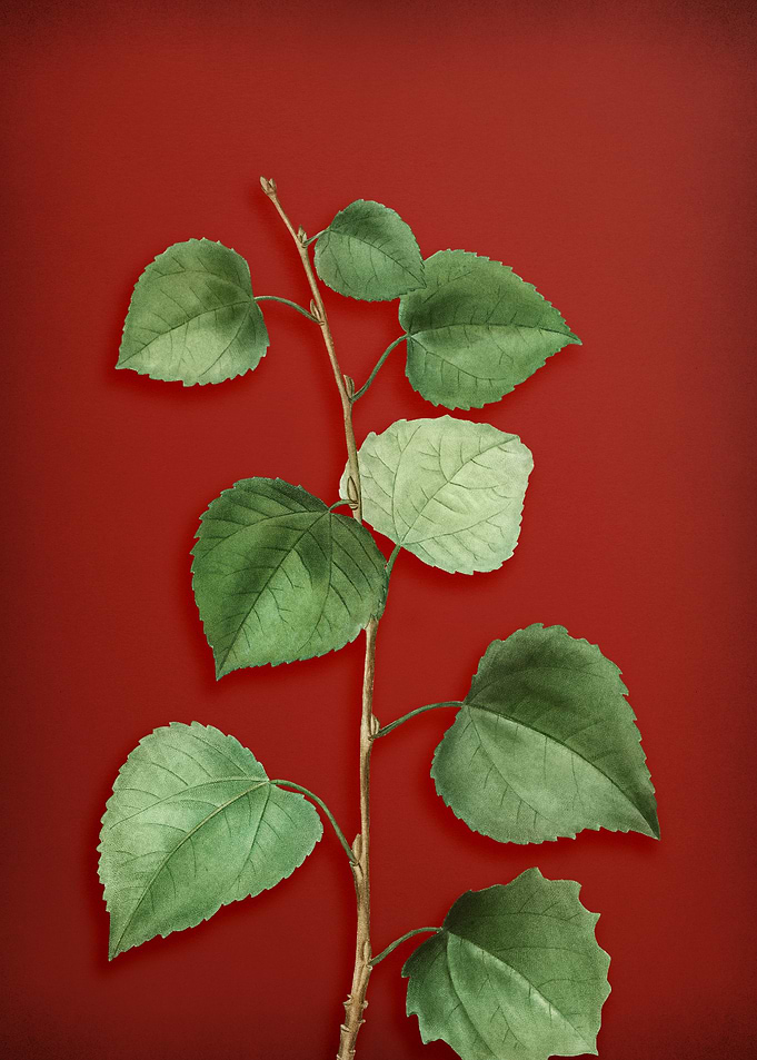 Vintage Botanical on Red