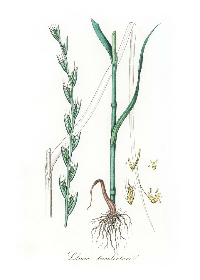 Darnel Lolium temulentum