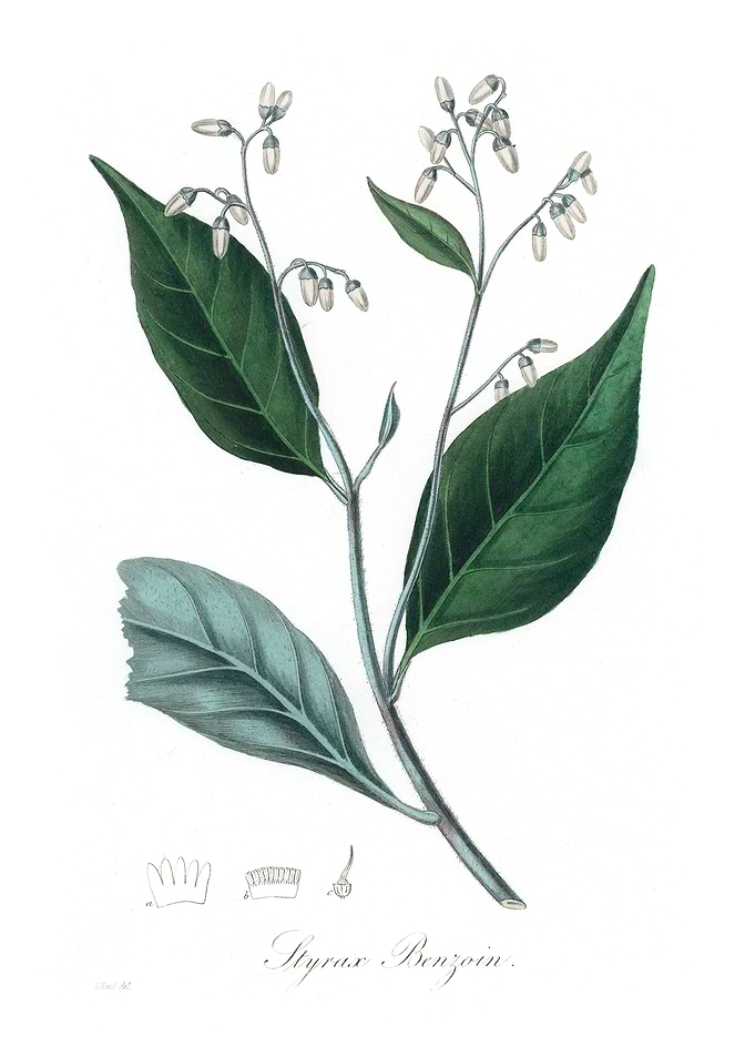 Gum benjamin tree Styrax