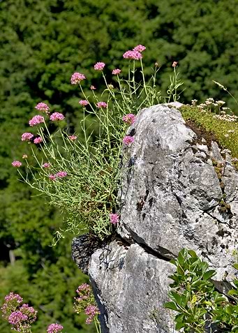 Rock with flowers