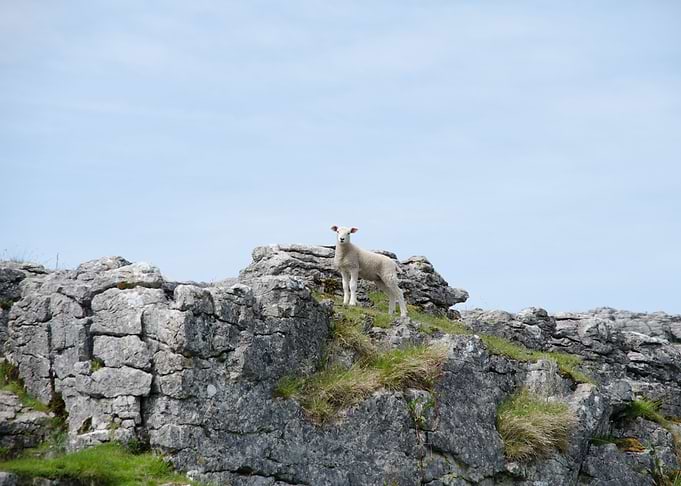 Heroic Sheep