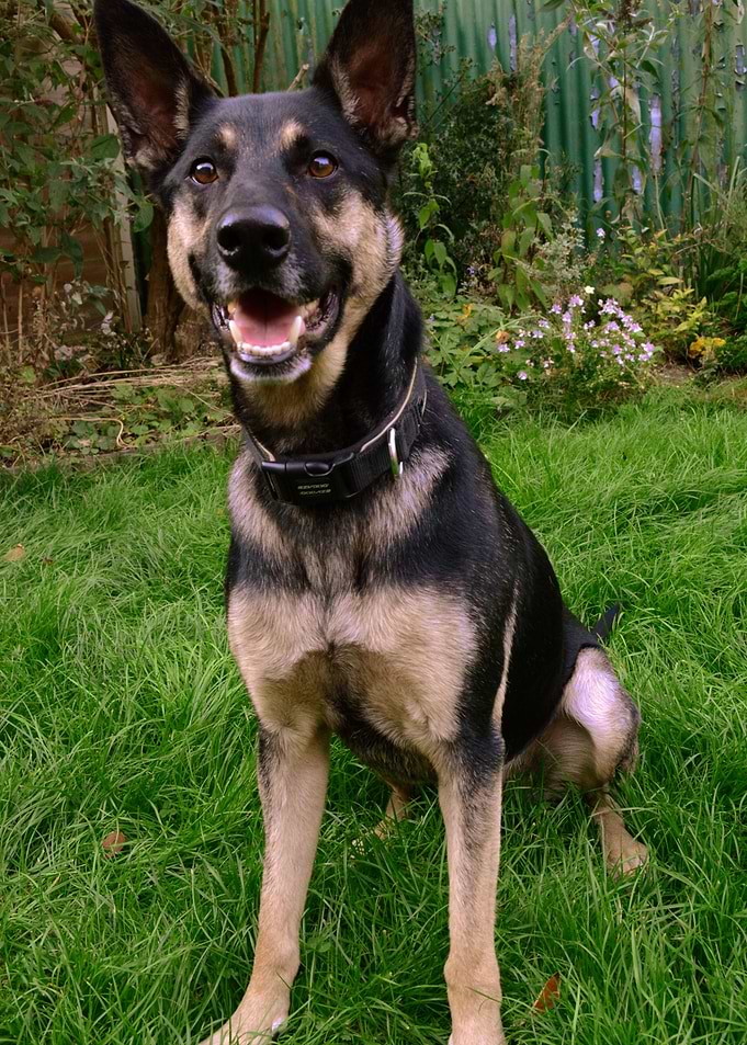 Excited German Shepherd