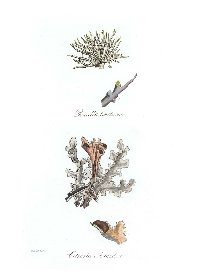 Iceland moss Cetraria