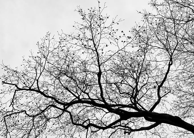 Tree Silhouette Sky Gre