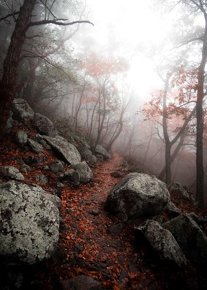 Moody Forest