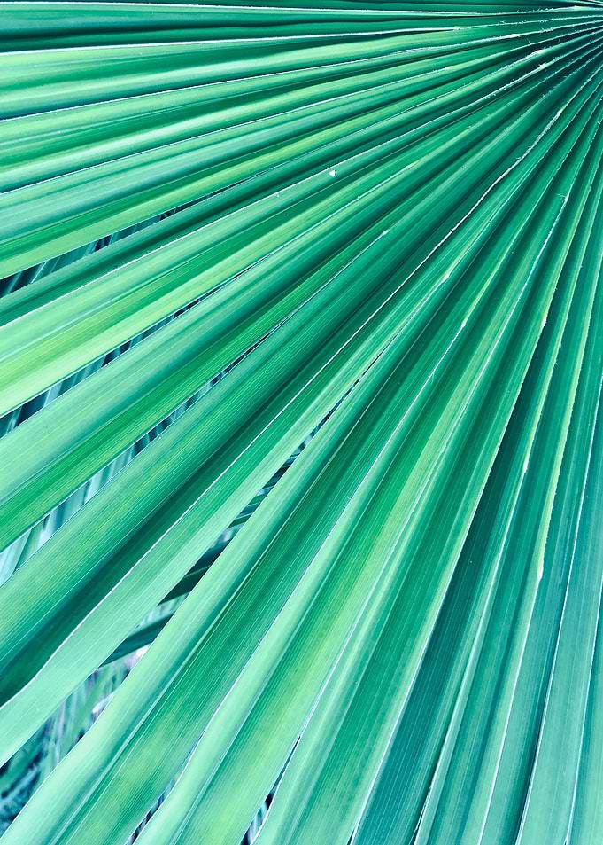 green hemp palm