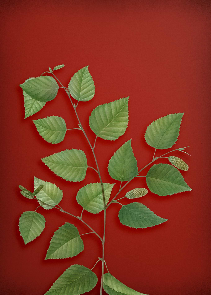 Vintage Botanical on Red