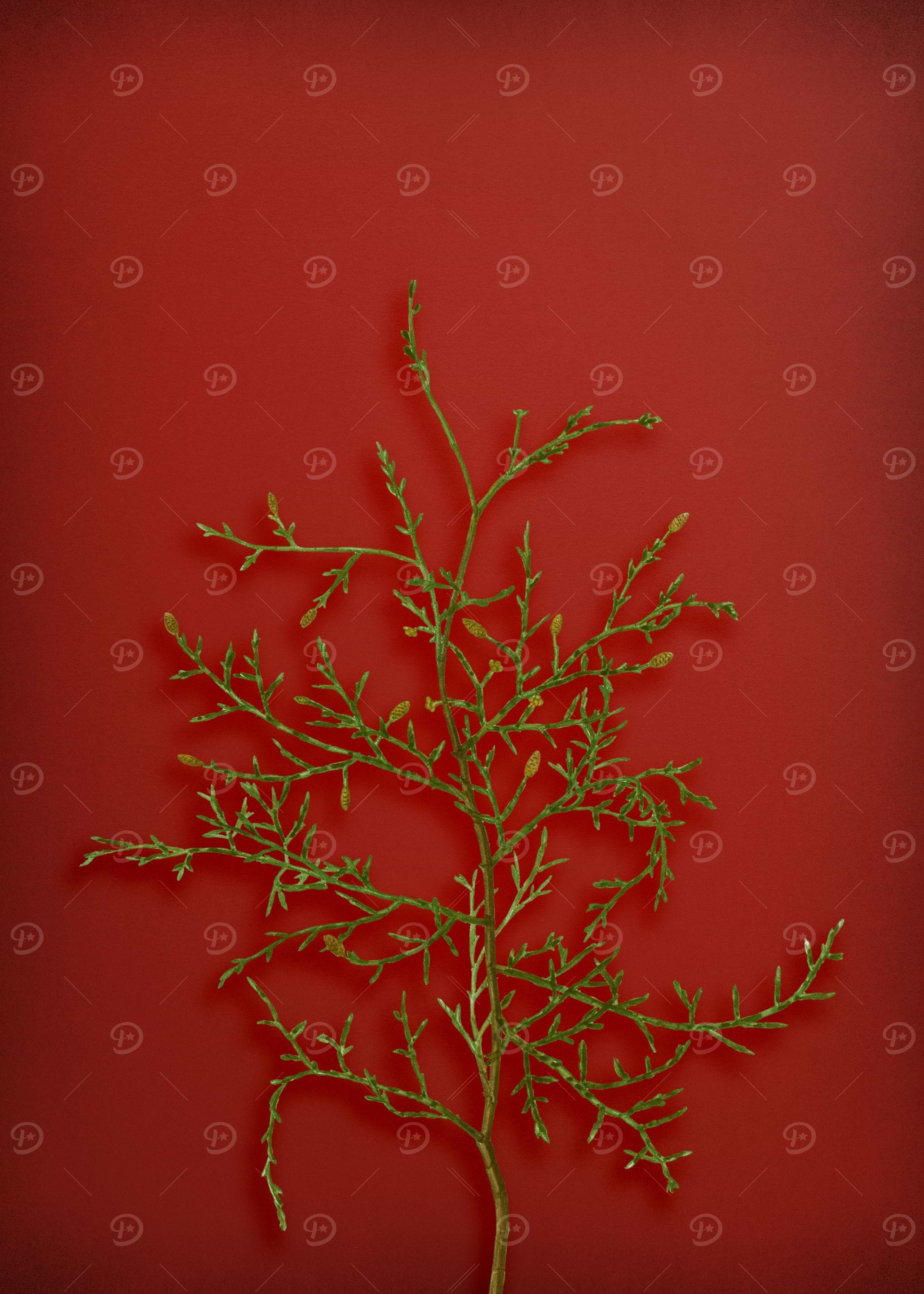 Vintage Botanical on Red