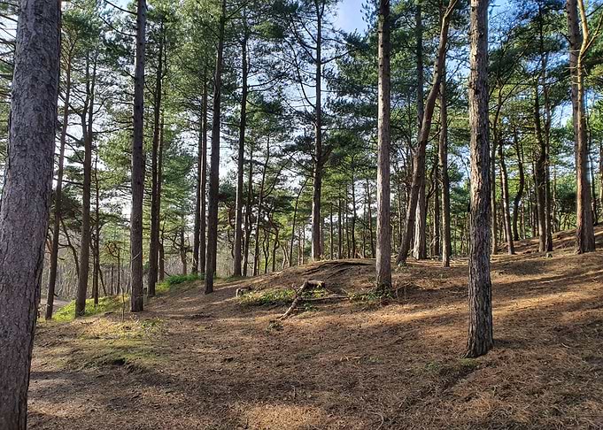 Woods